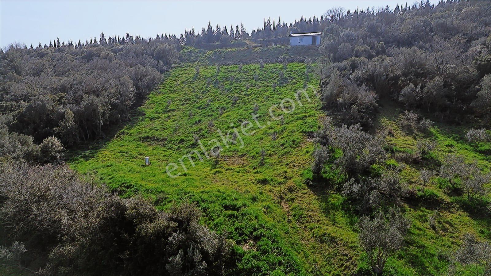 Bergama Kaşıkçı Mah'de 2.220 M² Satılık Tarla Ve Müstakil Ev - Görsel 22