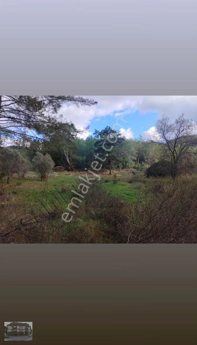 Dalaman Kızılkayada Satılık Zeytin Bahçesi - Görsel 10
