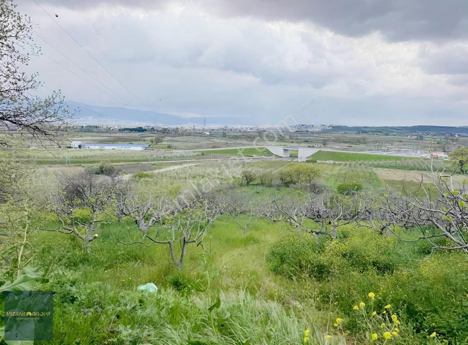 Çağlayan Da 3340 M2 İncir Bahçesi - Görsel 2