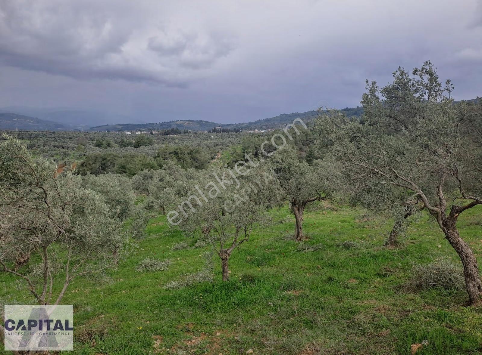 İzmir Torbalıda Korucuk Köyü Yakını 19.800 M2 Zeytinlik - Görsel 8