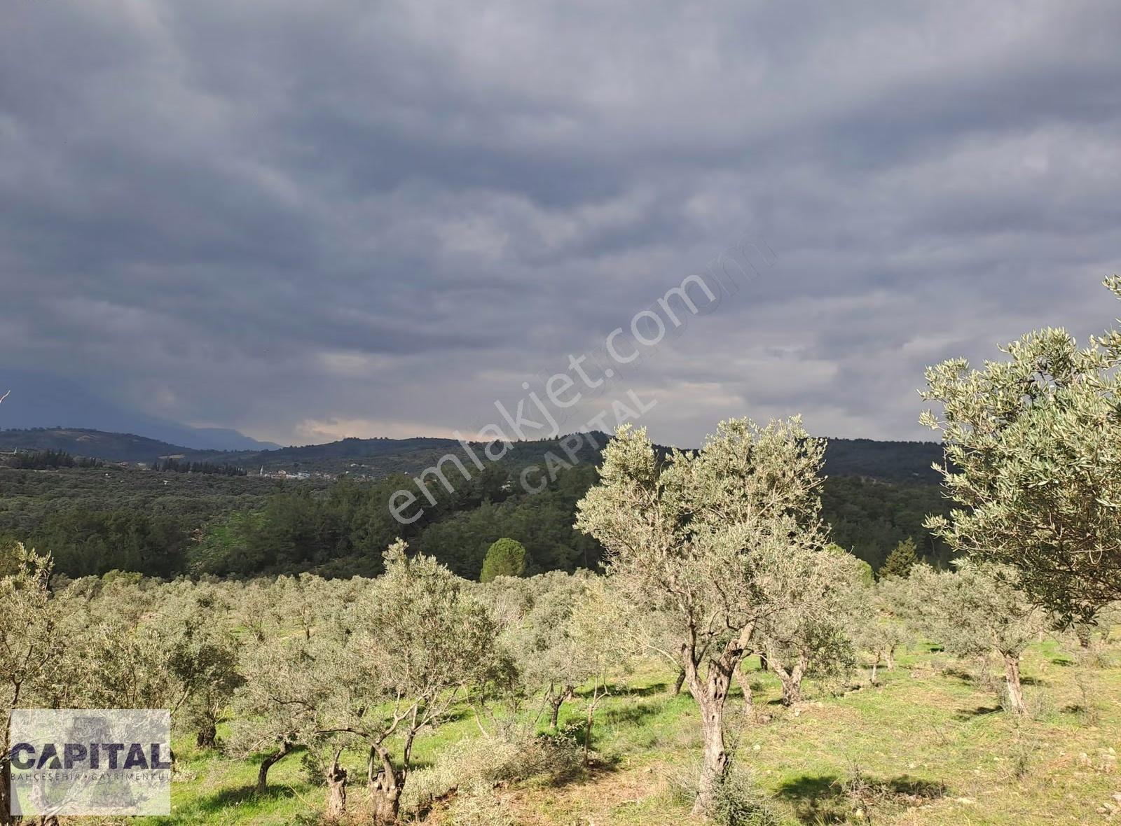 İzmir Torbalıda Korucuk Köyü Yakını 19.800 M2 Zeytinlik - Görsel 4