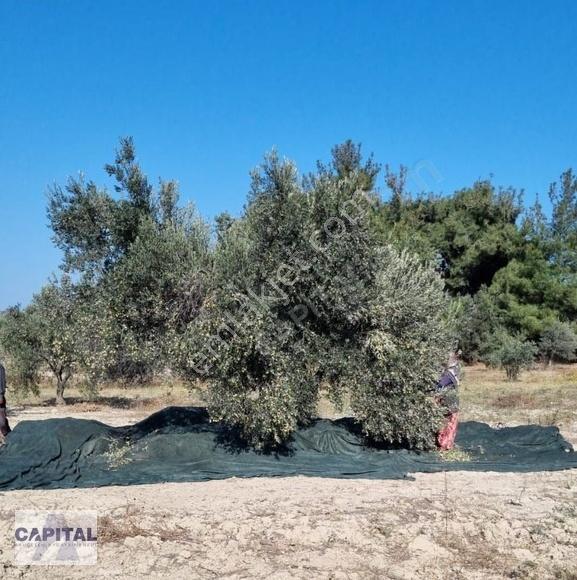 Çanakkale Eceabat'ta, 12 Dönüm Çok Değerli Zeytinlik Arazi - Görsel 7