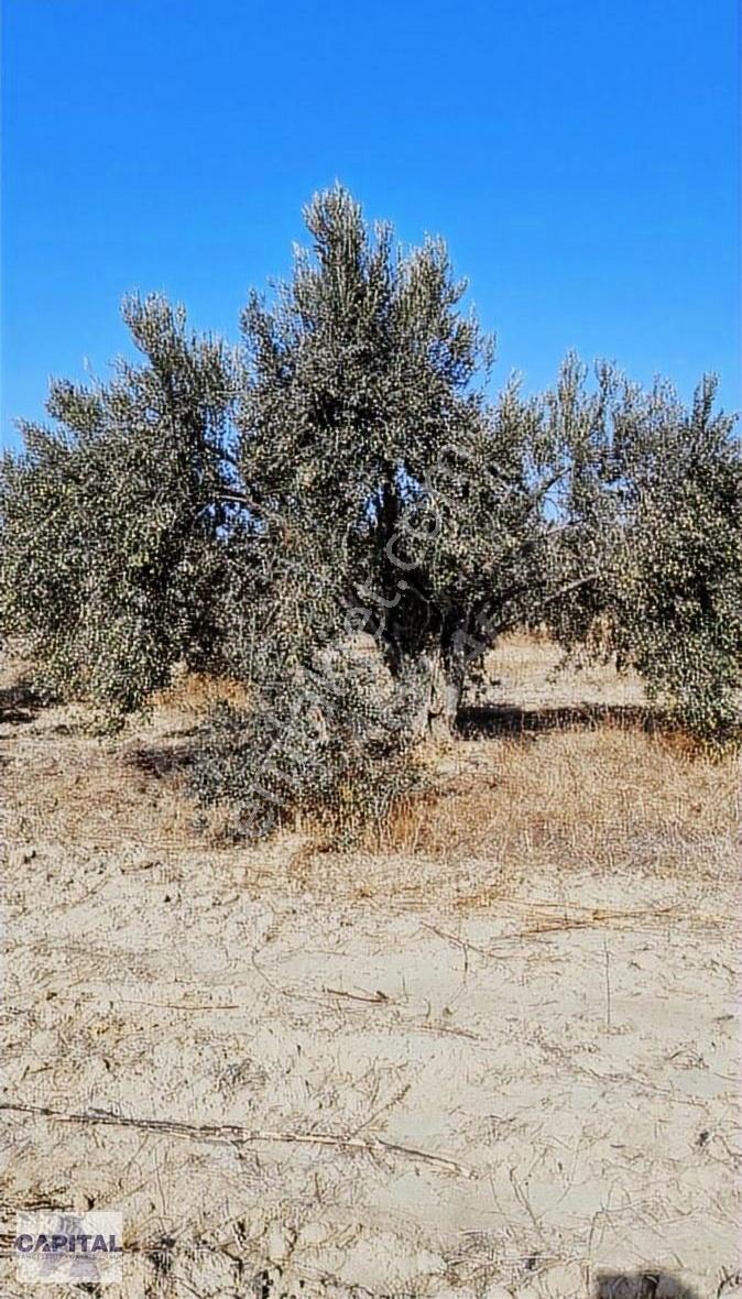 Çanakkale Eceabat'ta, 12 Dönüm Çok Değerli Zeytinlik Arazi - Görsel 2