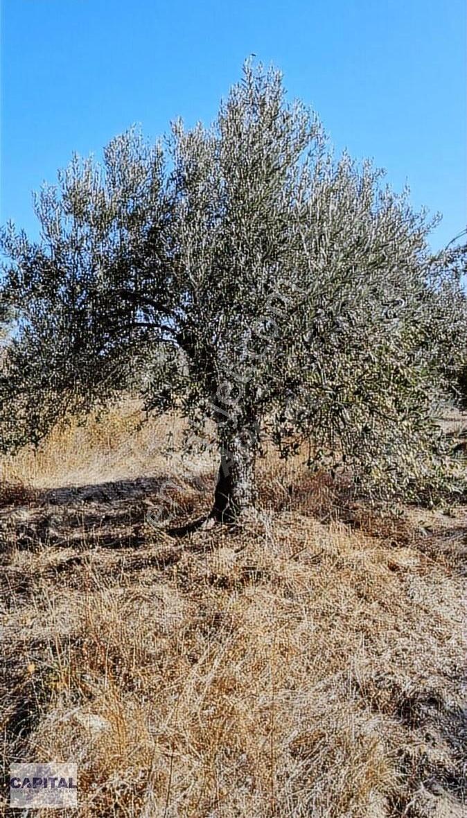 Çanakkale Eceabat'ta, 12 Dönüm Çok Değerli Zeytinlik Arazi - Görsel 20