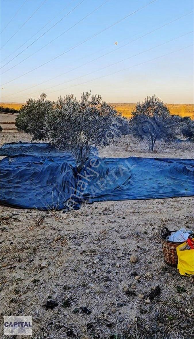 Çanakkale Eceabat'ta, 12 Dönüm Çok Değerli Zeytinlik Arazi - Görsel 26
