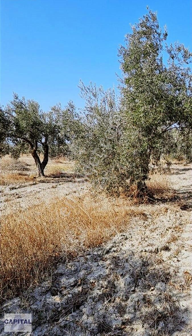 Çanakkale Eceabat'ta, 12 Dönüm Çok Değerli Zeytinlik Arazi - Görsel 3