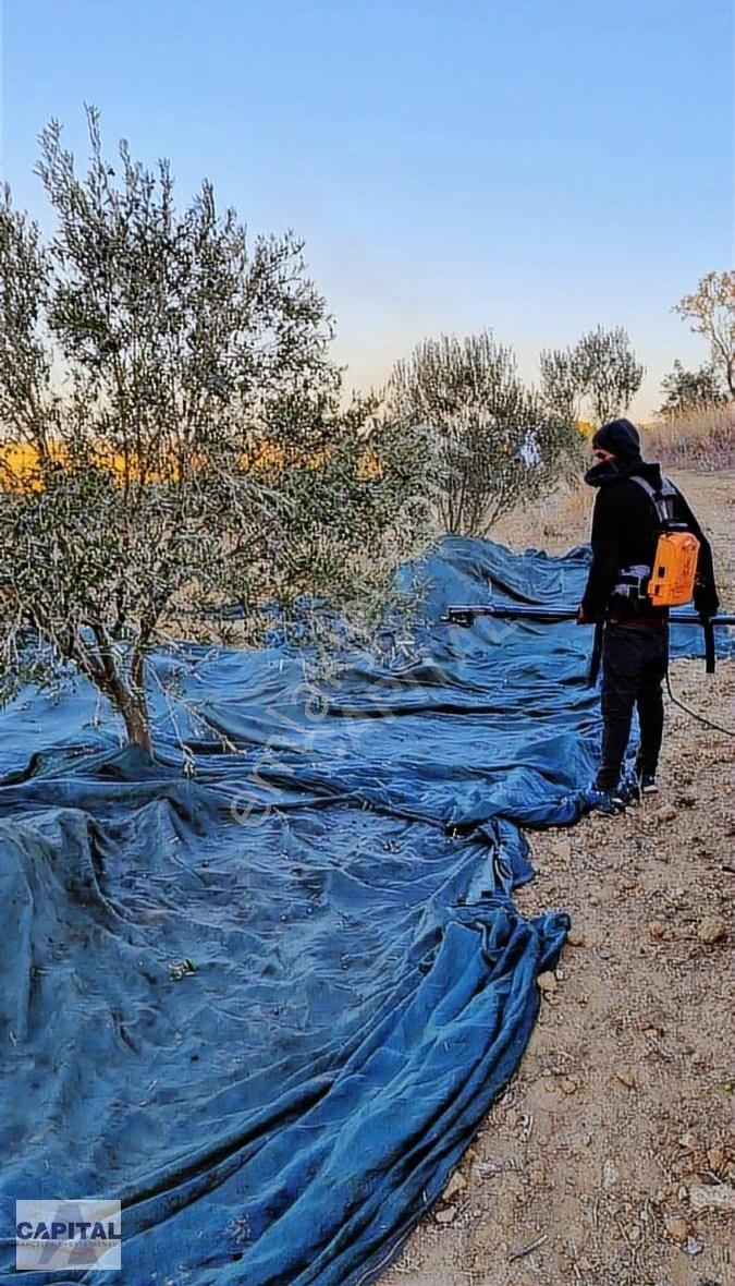 Çanakkale Eceabat'ta, 12 Dönüm Çok Değerli Zeytinlik Arazi - Görsel 10