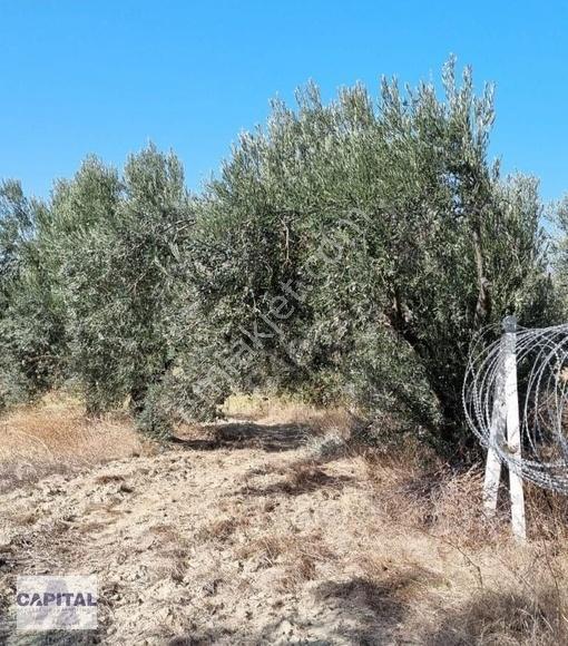 Çanakkale Eceabat'ta, 12 Dönüm Çok Değerli Zeytinlik Arazi - Görsel 16