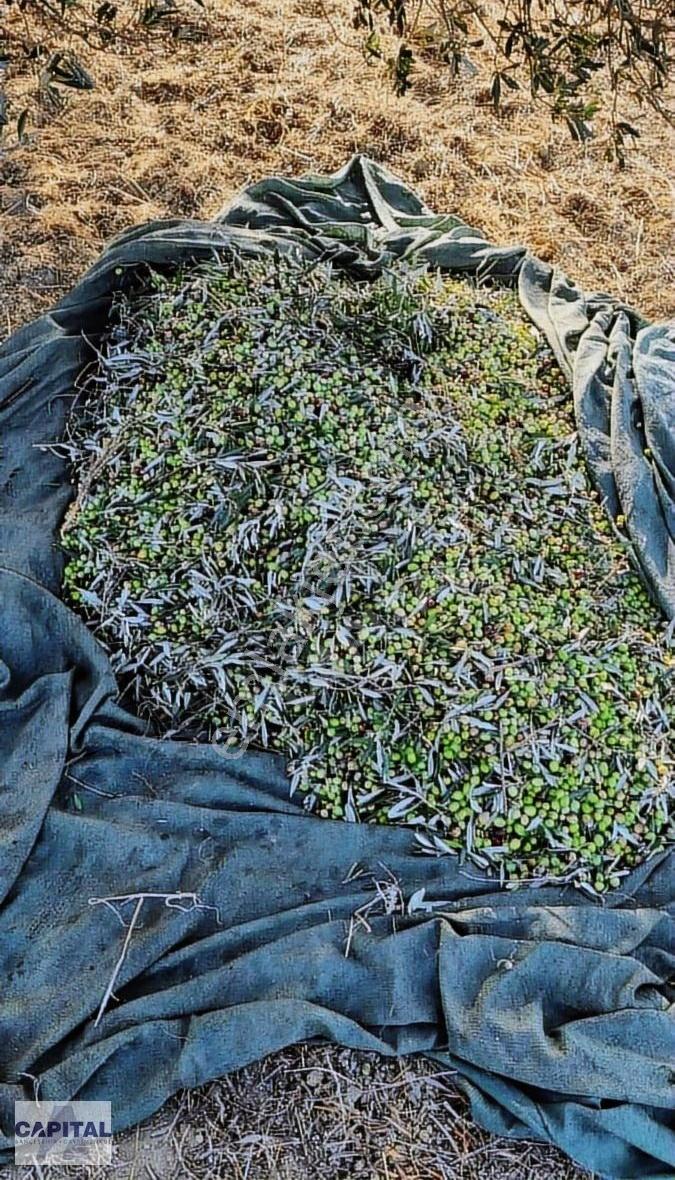 Çanakkale Eceabat'ta, 12 Dönüm Çok Değerli Zeytinlik Arazi - Görsel 25
