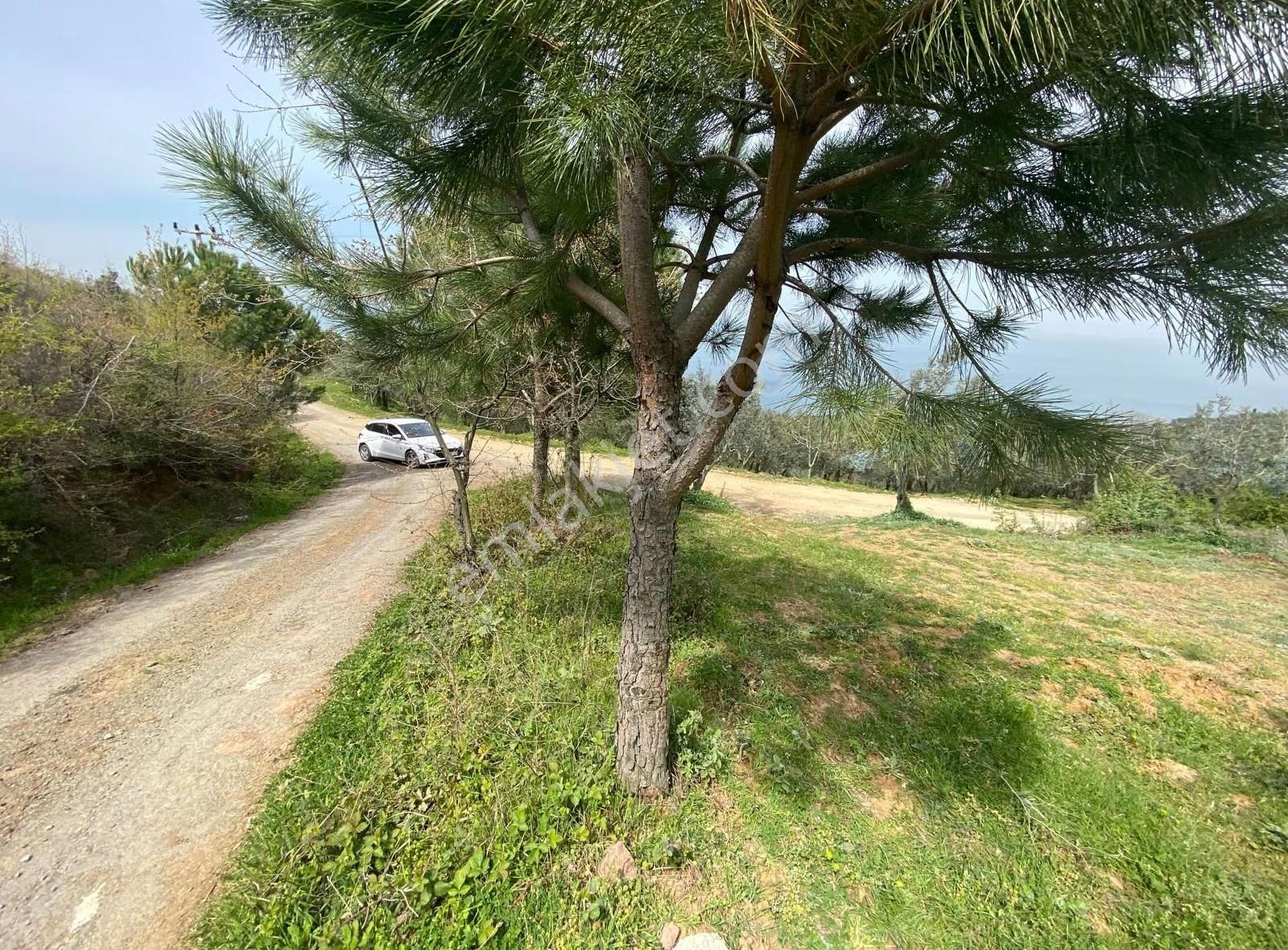 Yalova Çınarcık Şenköyde Deniz Ve Doğa Manzaralı Denize Yakın - Görsel 5