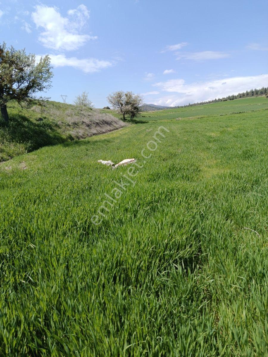 Denizli Bozkurt Alikurt Satılık Tarla - Görsel 11