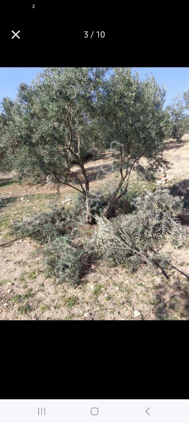 New Form'dan Mut Göksü Nehri Yanı Satılık 2 Adet Bahçe - Görsel 5