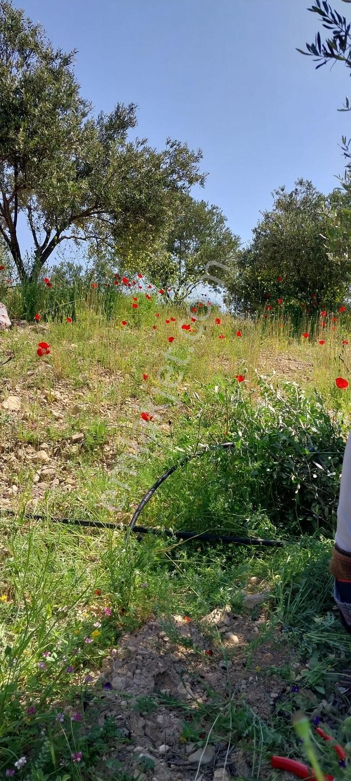 New Form'dan Mut Göksü Nehri Yanı Satılık 2 Adet Bahçe - Görsel 4