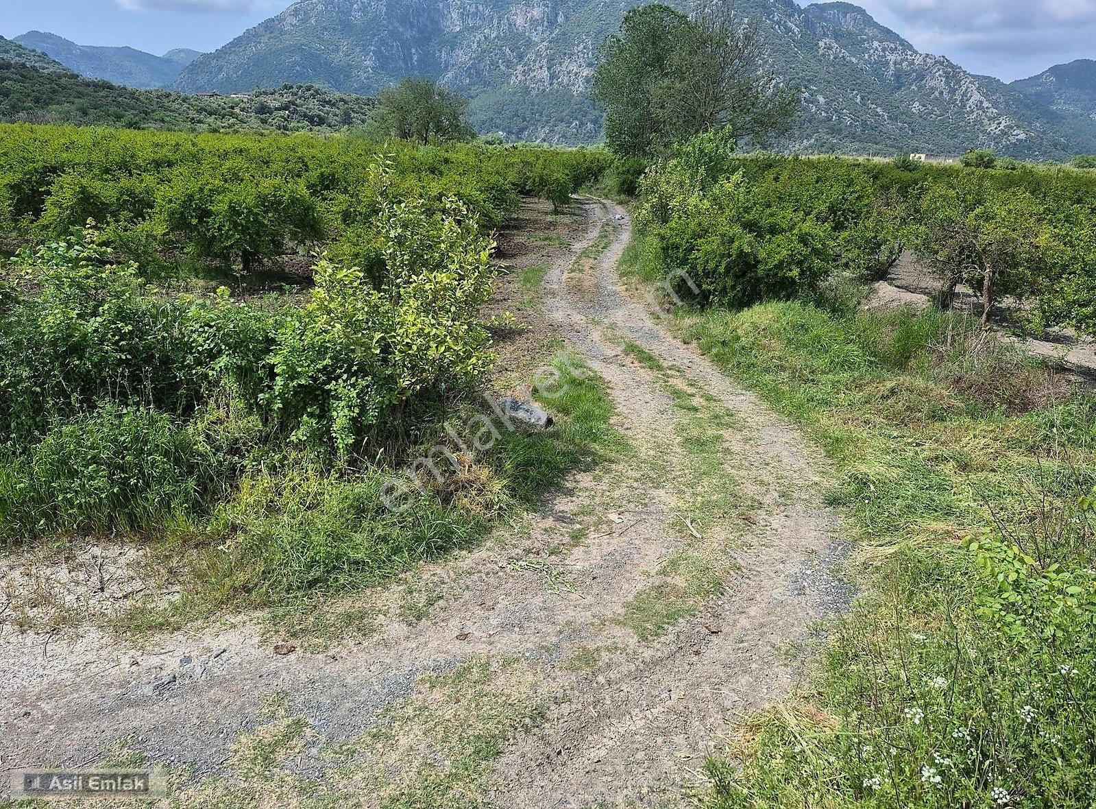 Asil Emlaktan Ortaca Mergenli Mah.de Satılık 47400m² Tarla - Görsel 16