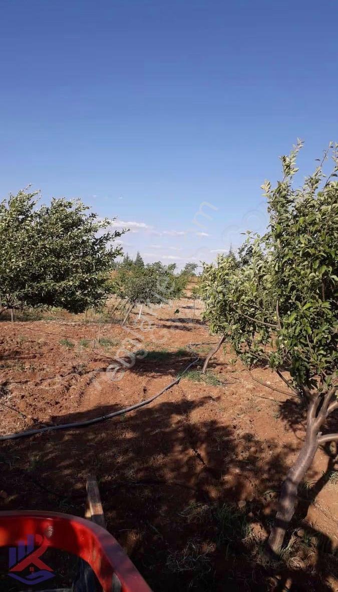 Reos Gayrimenkul'den Çağlayancerit'de Satılık 17.380 M² Bağ - Görsel 11