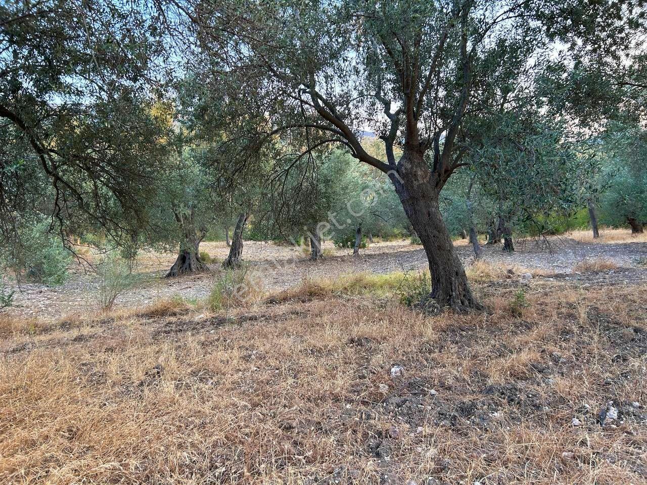 Uytun'dan Havran Kocadağ Köyünde Yola Cepheli Satılık Zeytinlik - Görsel 14