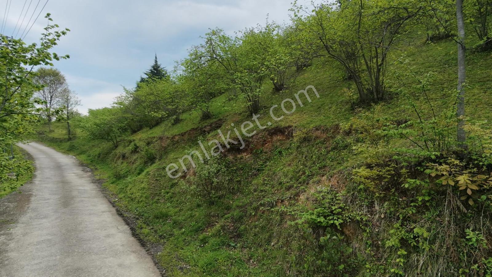 Rw Taka/trabzon Yomra Kayabaşı Köyünde Satılık Arsa - Görsel 12