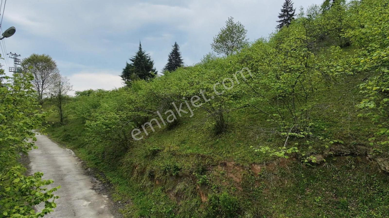 Rw Taka/trabzon Yomra Kayabaşı Köyünde Satılık Arsa - Görsel 8
