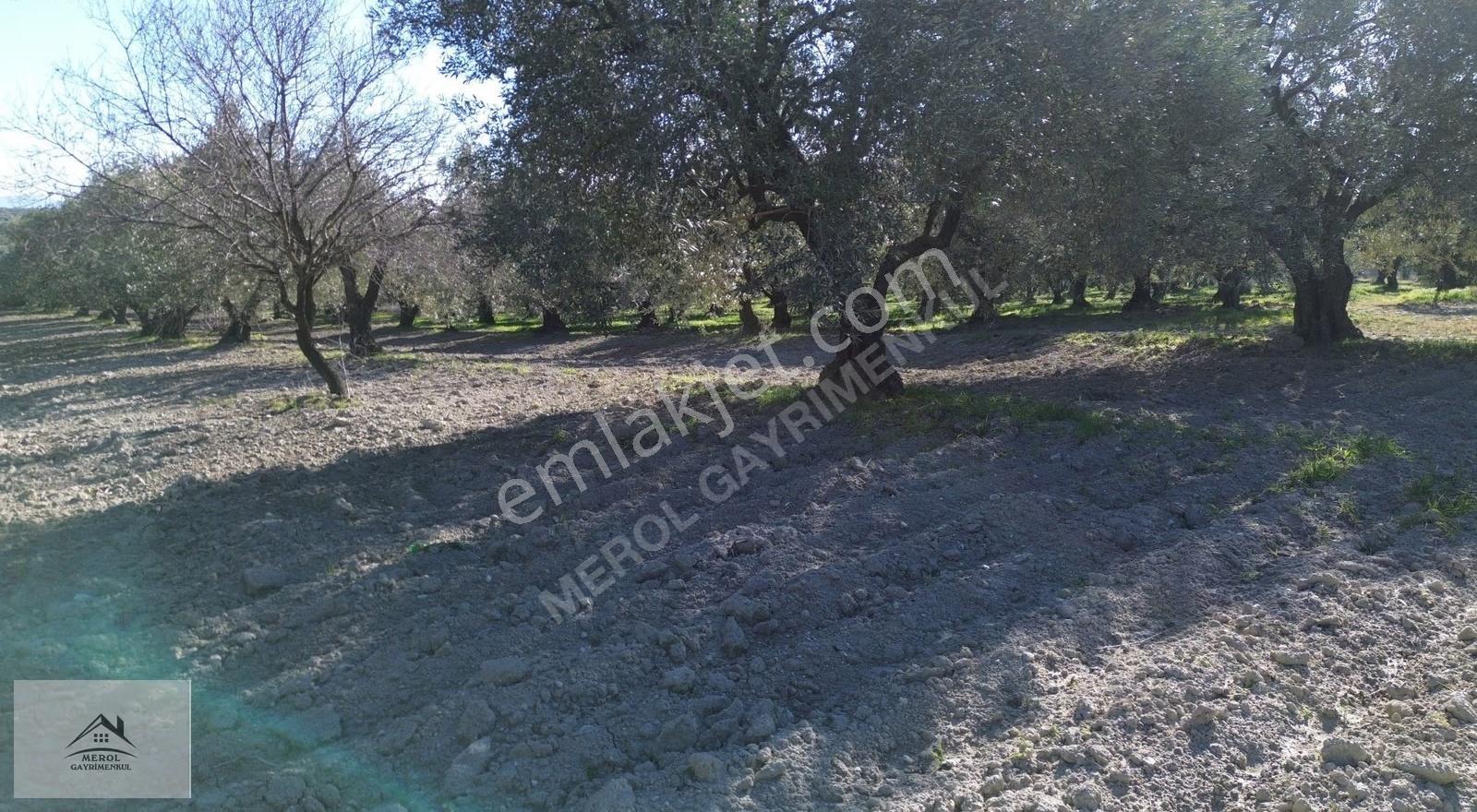 Akhisar Ballıca'da Satılık 5.900 M² Trilye Zeytinlik - Görsel 32