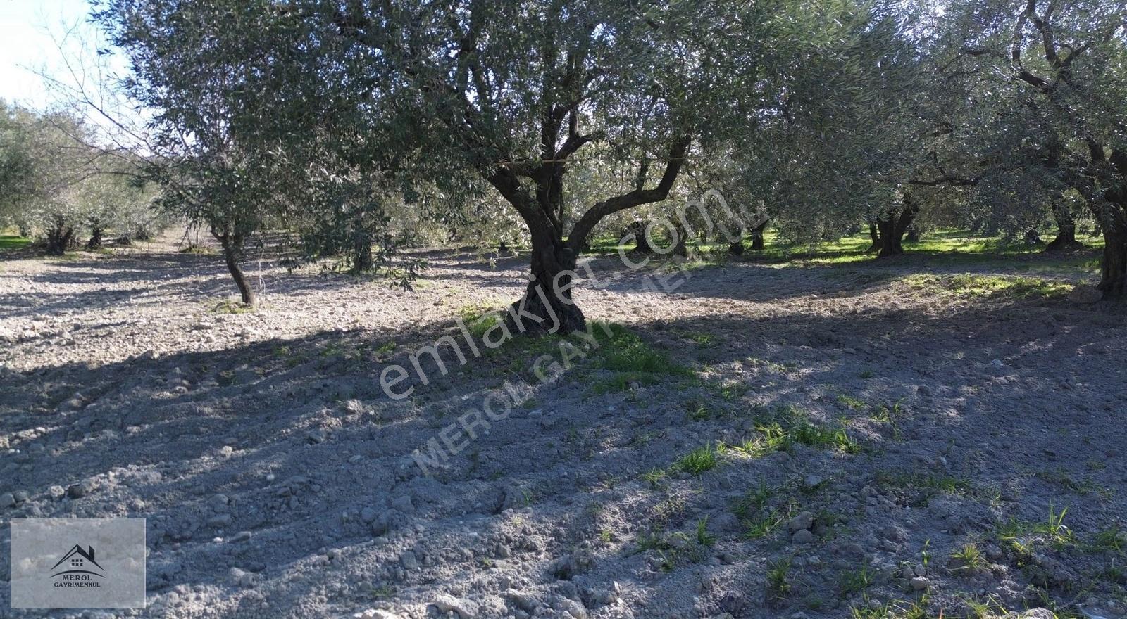 Akhisar Ballıca'da Satılık 5.900 M² Trilye Zeytinlik - Görsel 34