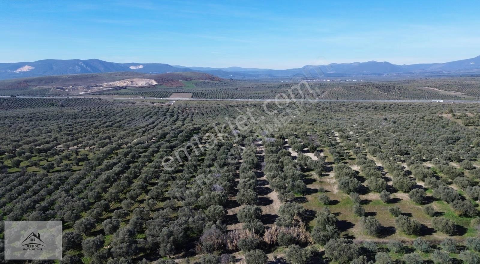 Akhisar Ballıca'da Satılık 5.900 M² Trilye Zeytinlik - Görsel 18