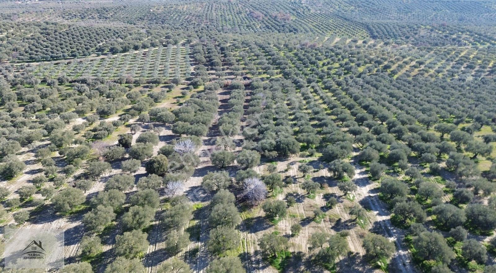Akhisar Ballıca'da Satılık 5.900 M² Trilye Zeytinlik - Görsel 2