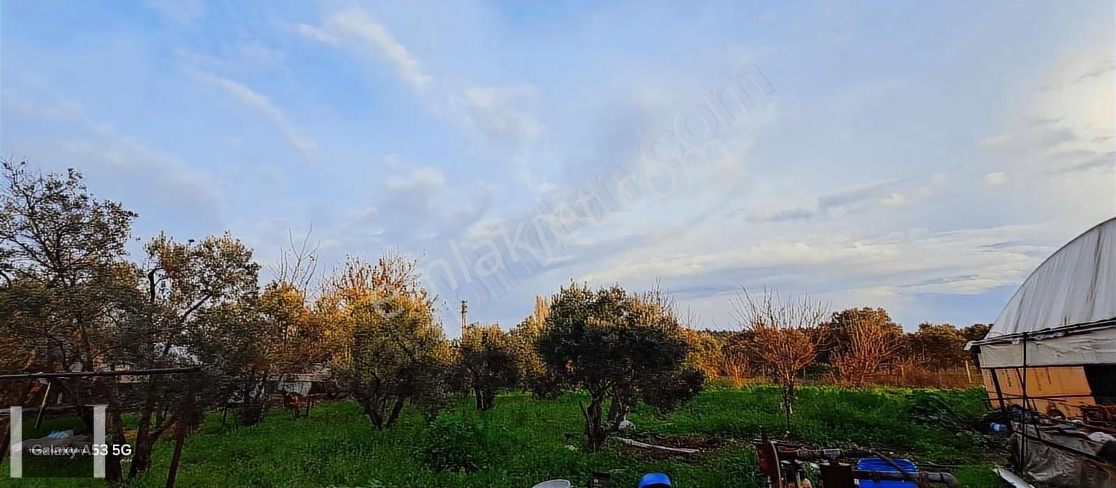Urla Atatürk Mhlesi 1/5000lik De 10.858m² Köy Evi Bulunan Tarla - Görsel 2