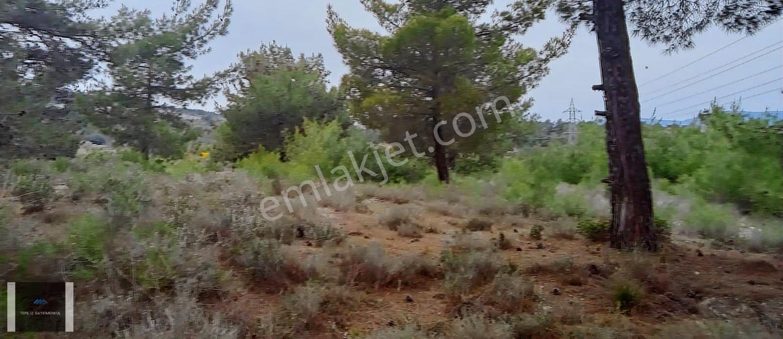 Urla Özbek 5.860 M2 Yolu Olan Suyu Olan Tarla - Görsel 5