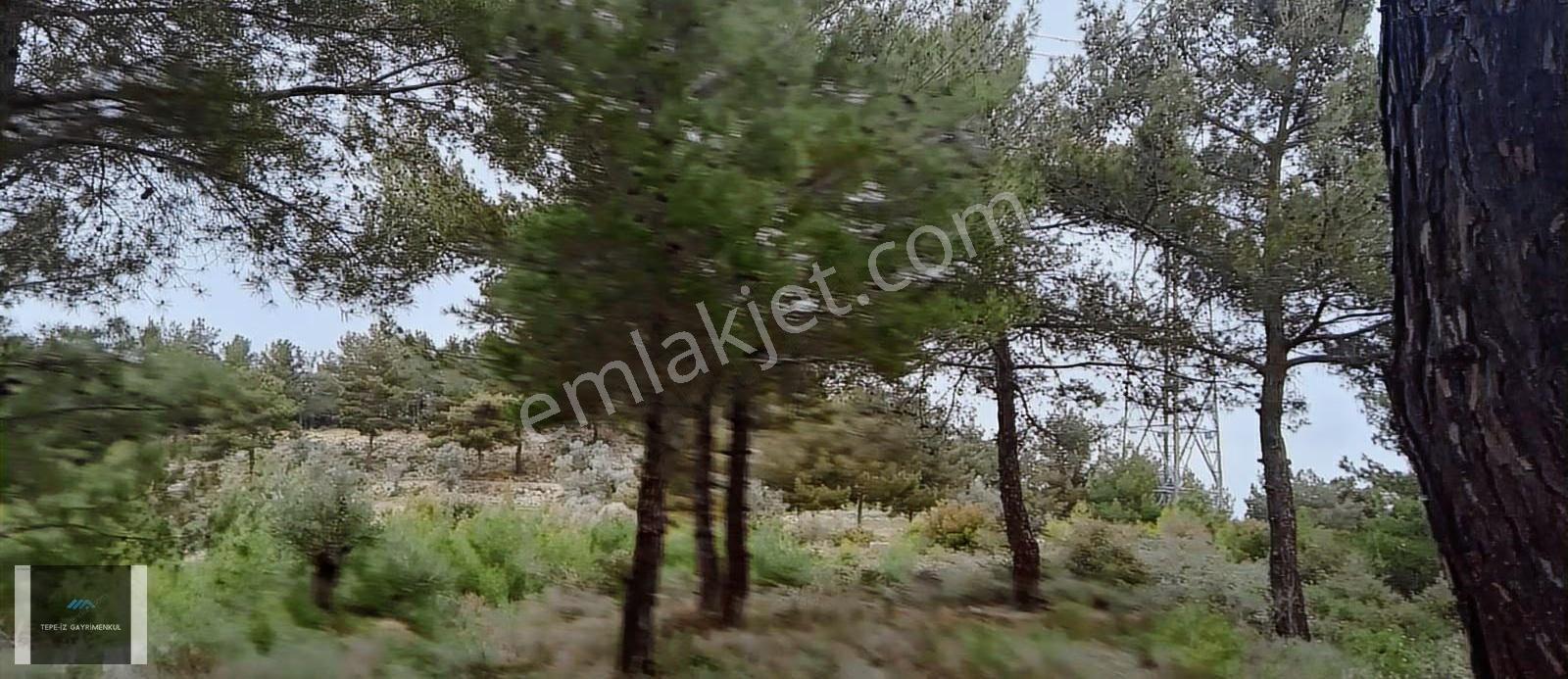 Urla Özbek 5.860 M2 Yolu Olan Suyu Olan Tarla - Görsel 3