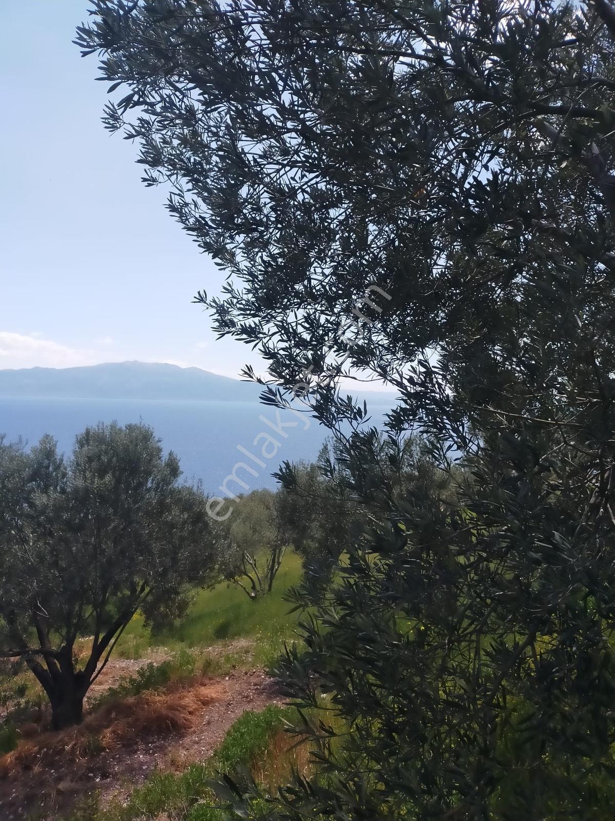 Çanakkale Ayvacık Korubaşı Köyü Deniz Manzaralı Satılk Zeytinlik - Görsel 5
