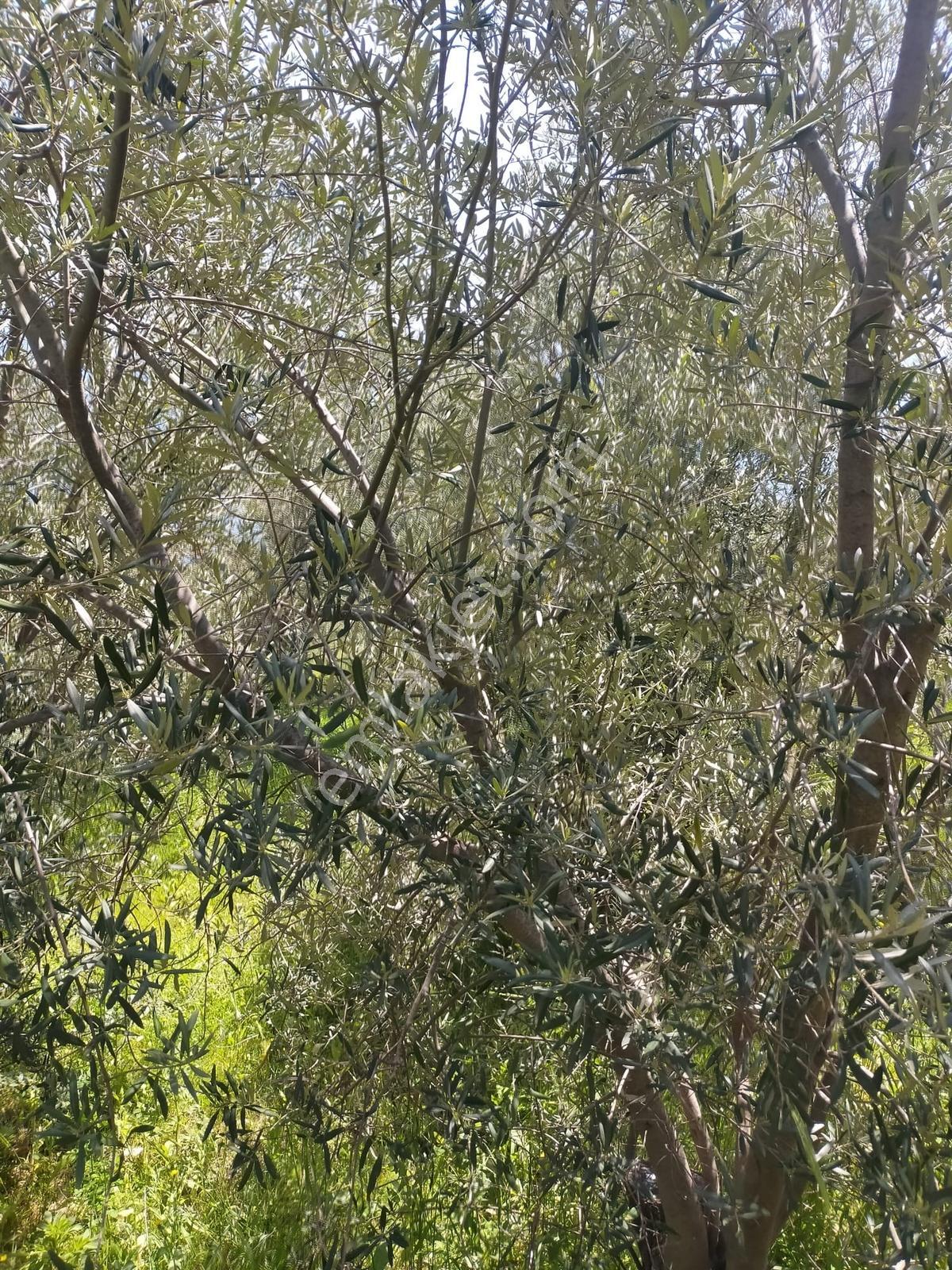 Çanakkale Ayvacık Korubaşı Köyü Deniz Manzaralı Satılk Zeytinlik - Görsel 9