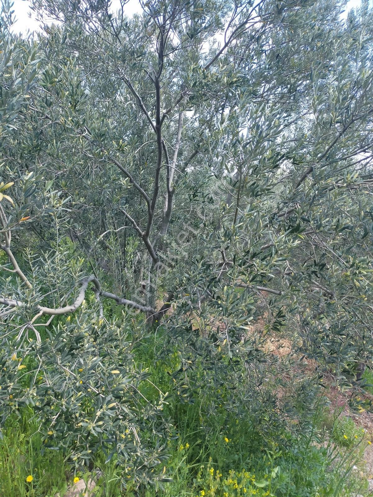 Çanakkale Ayvacık Korubaşı Köyü Deniz Manzaralı Satılk Zeytinlik - Görsel 7