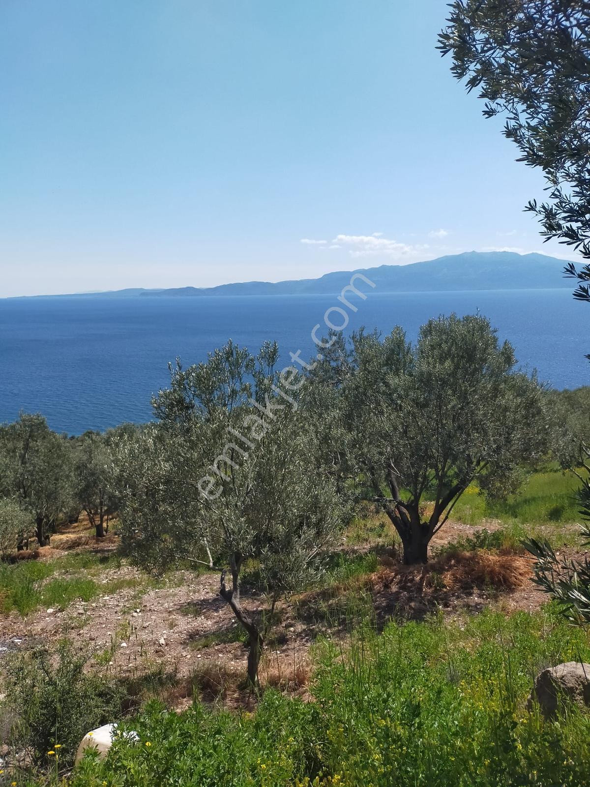 Çanakkale Ayvacık Korubaşı Köyü Deniz Manzaralı Satılk Zeytinlik - Görsel 8
