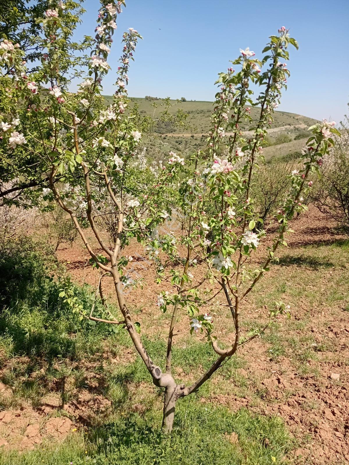 İçerisinde Yok Yok! Zengin Ağaç Çeşitliliğiyle Özel Bahçe! - Görsel 8