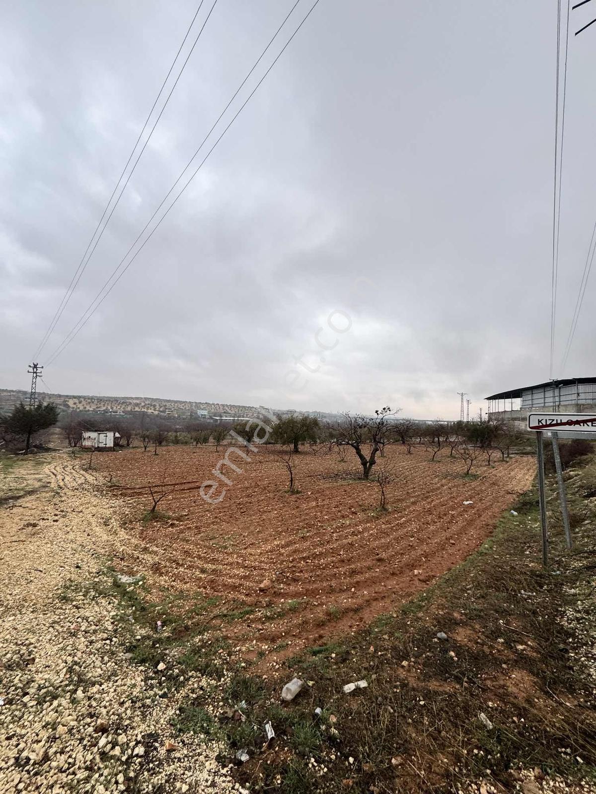Baron Dan Kızılcakent Tek Tapu Elektirik Kuyu Mevcut - Görsel 10