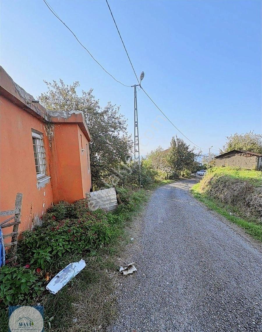 Giresun Görele Karaburunda Ev Ve Fındık Bahçesi - Görsel 6