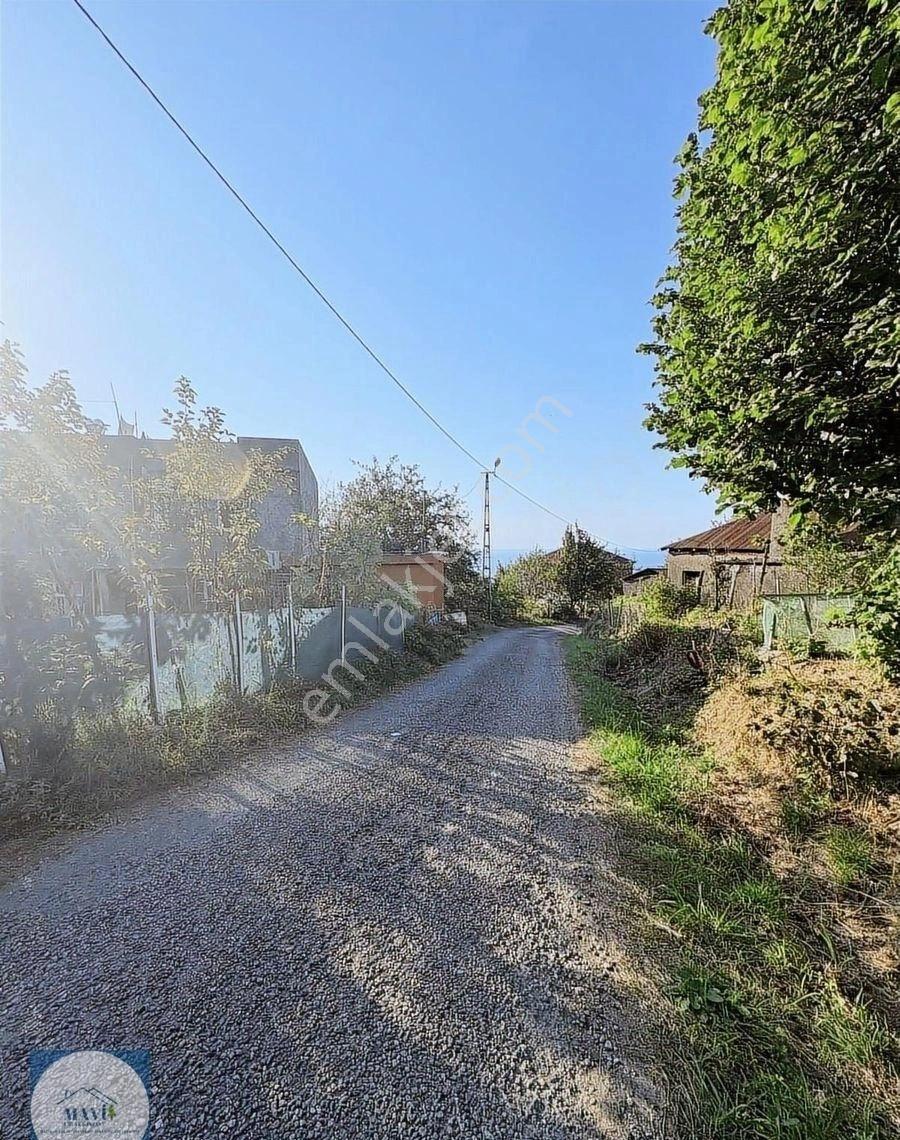 Giresun Görele Karaburunda Ev Ve Fındık Bahçesi - Görsel 11