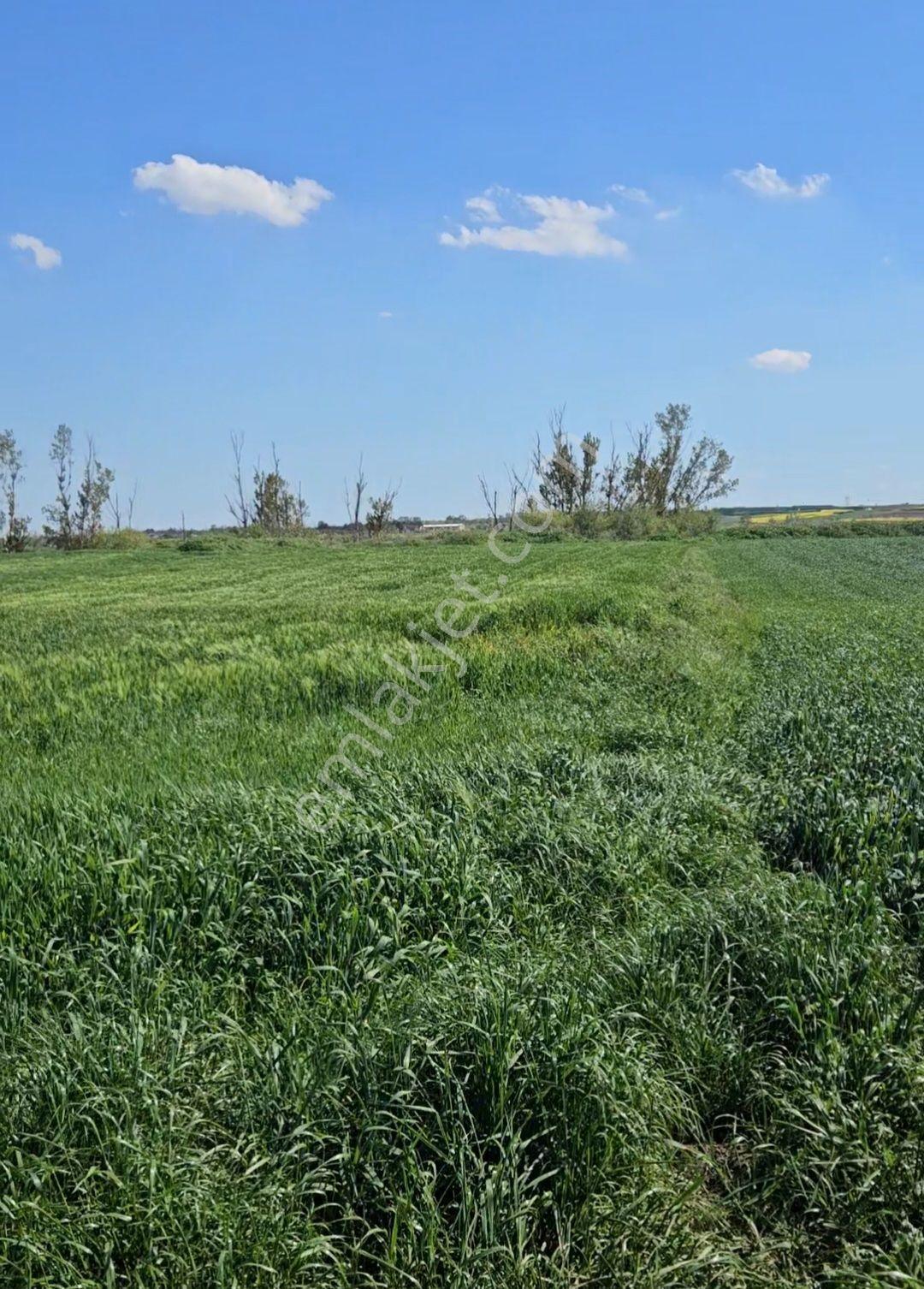 Lüleburgaz Ovacık Köyün'de 4.868 M2 - Görsel 4