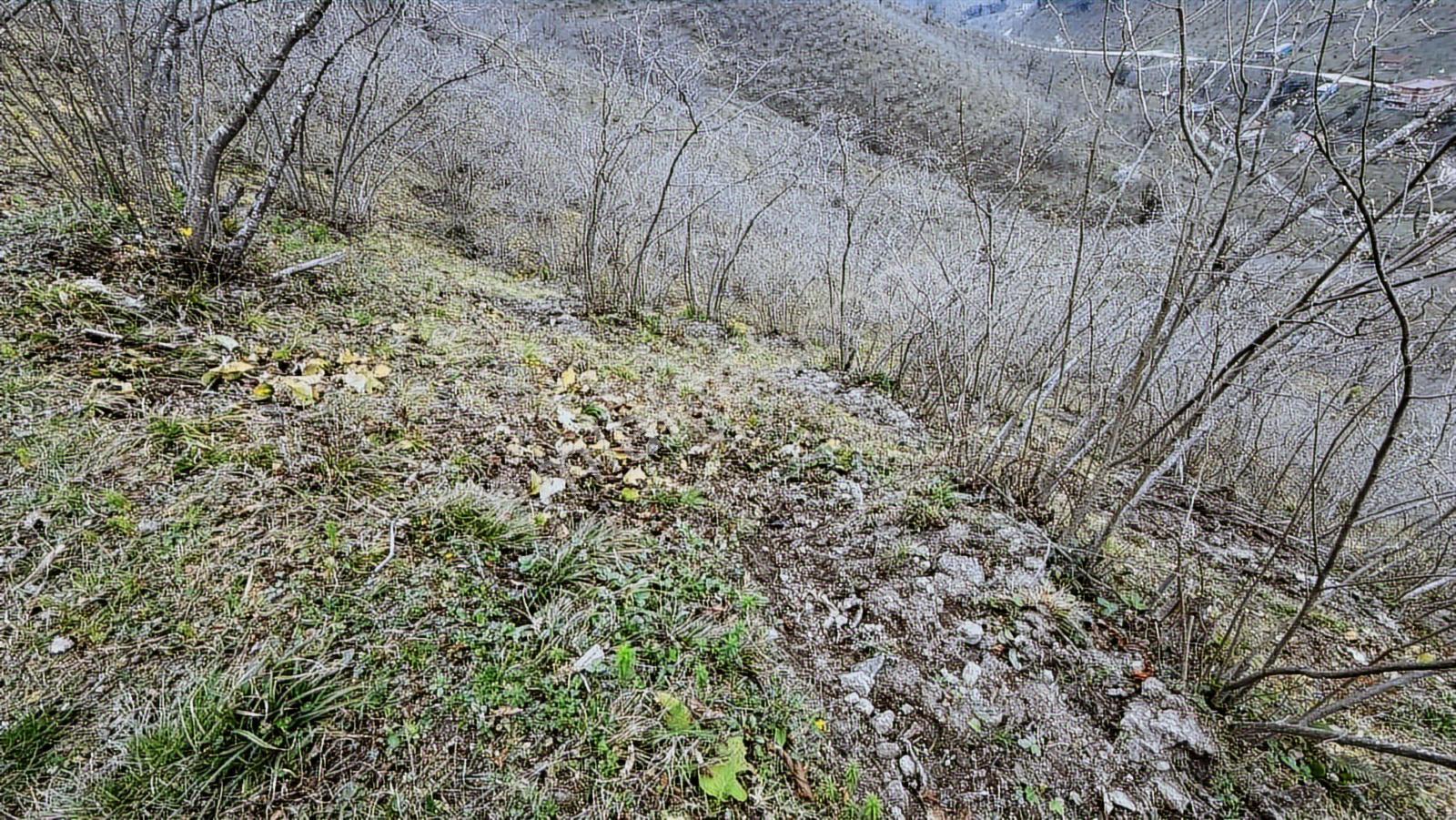 İlyas Nas'tan Uluderede Ful Bakımlı Satılık Fındık Tarlası - Görsel 3