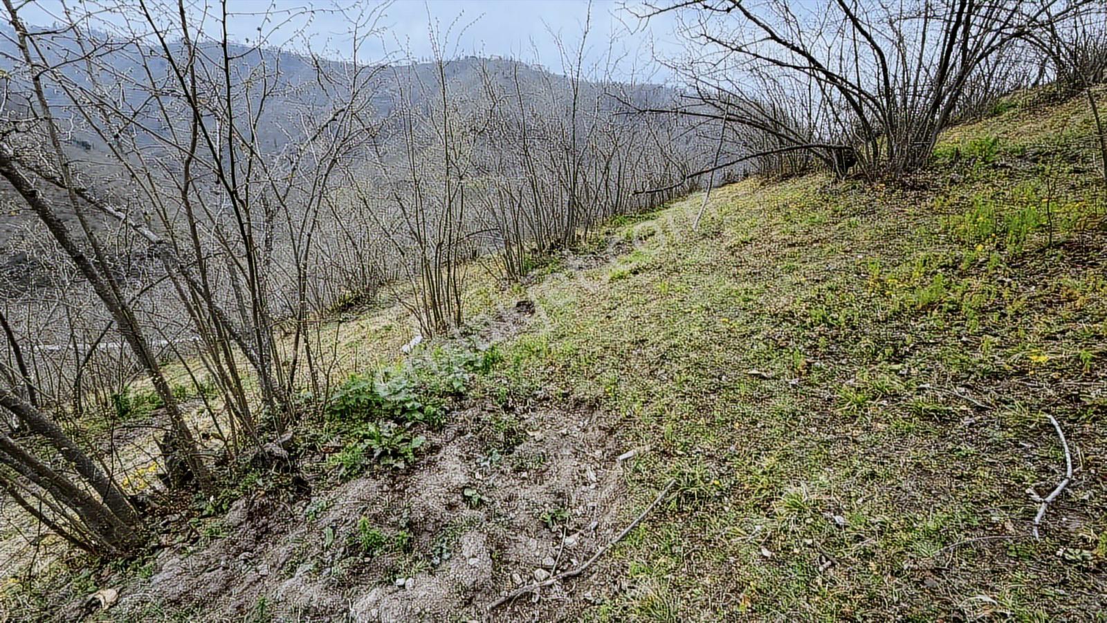 İlyas Nas'tan Uluderede Ful Bakımlı Satılık Fındık Tarlası - Görsel 5