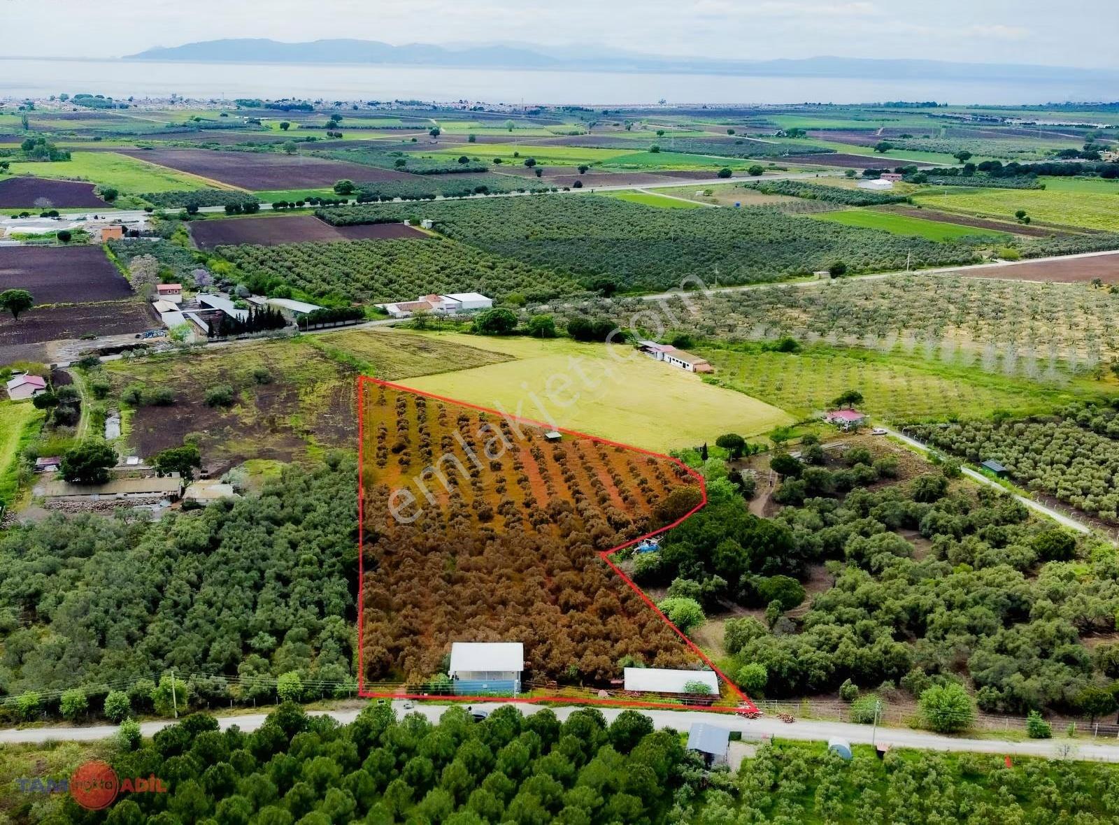 Kabakum'a 250m, 2+1 Evi Ve Deposu Olan Sat. Muhteşem Zeytinlik