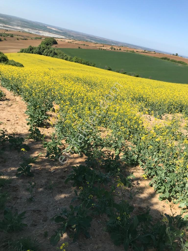 Tekirdağ Malkara Yatırım Fırsatı 38.826m2 Tek Tapu Satılık Tarla - Görsel 10