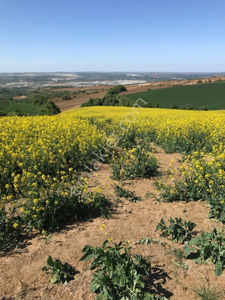Tekirdağ Malkara Yatırım Fırsatı 38.826m2 Tek Tapu Satılık Tarla - Görsel 4