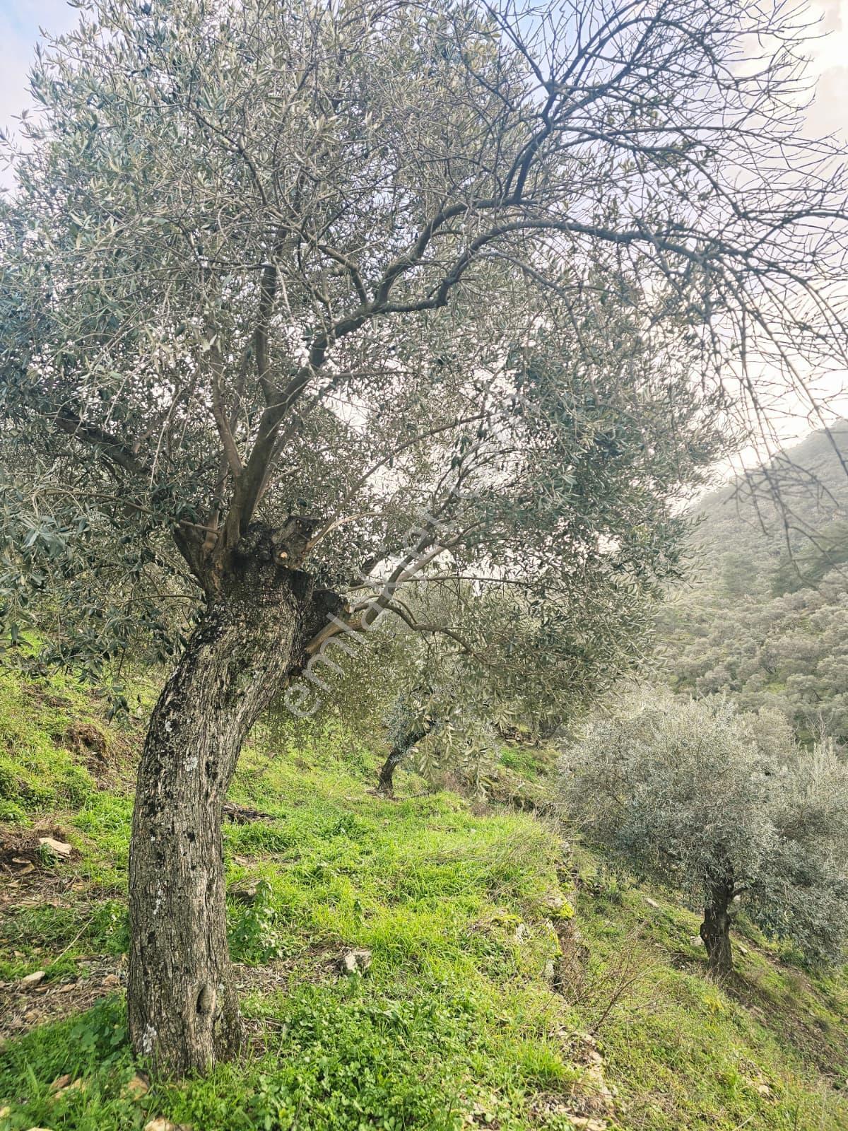 Muğla Milas Önünde Dere Akan Satılık Zeytinlik - Görsel 3