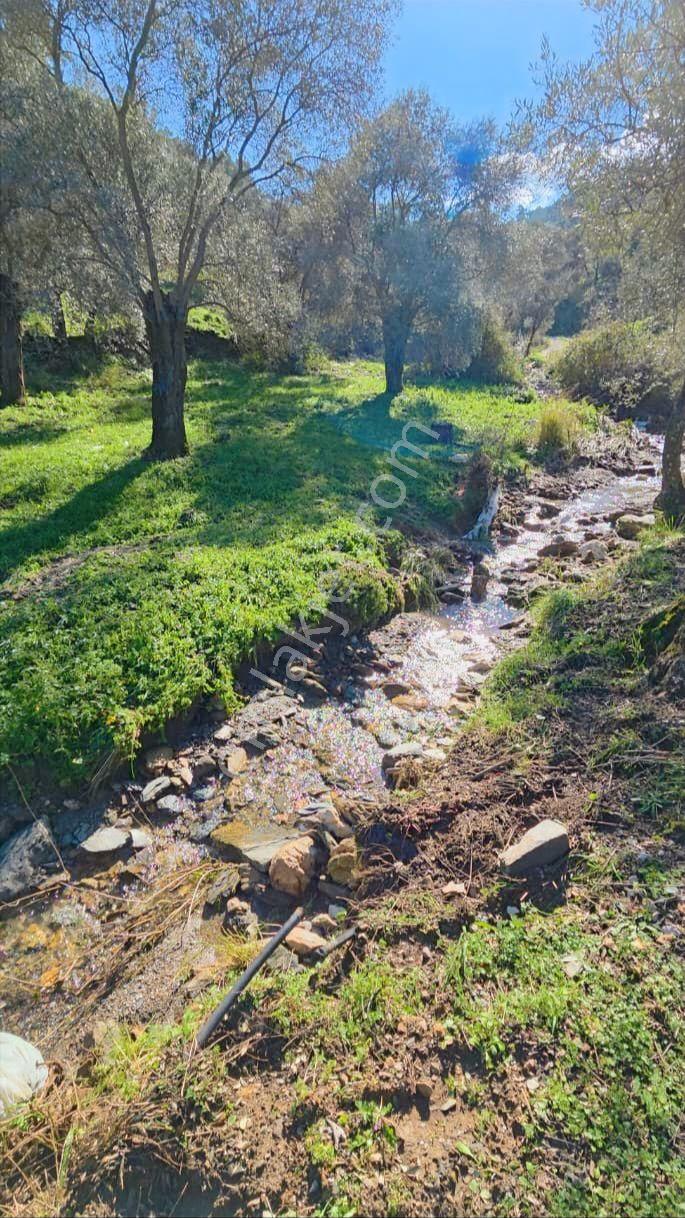 Muğla Milas Önünde Dere Akan Satılık Zeytinlik - Görsel 14