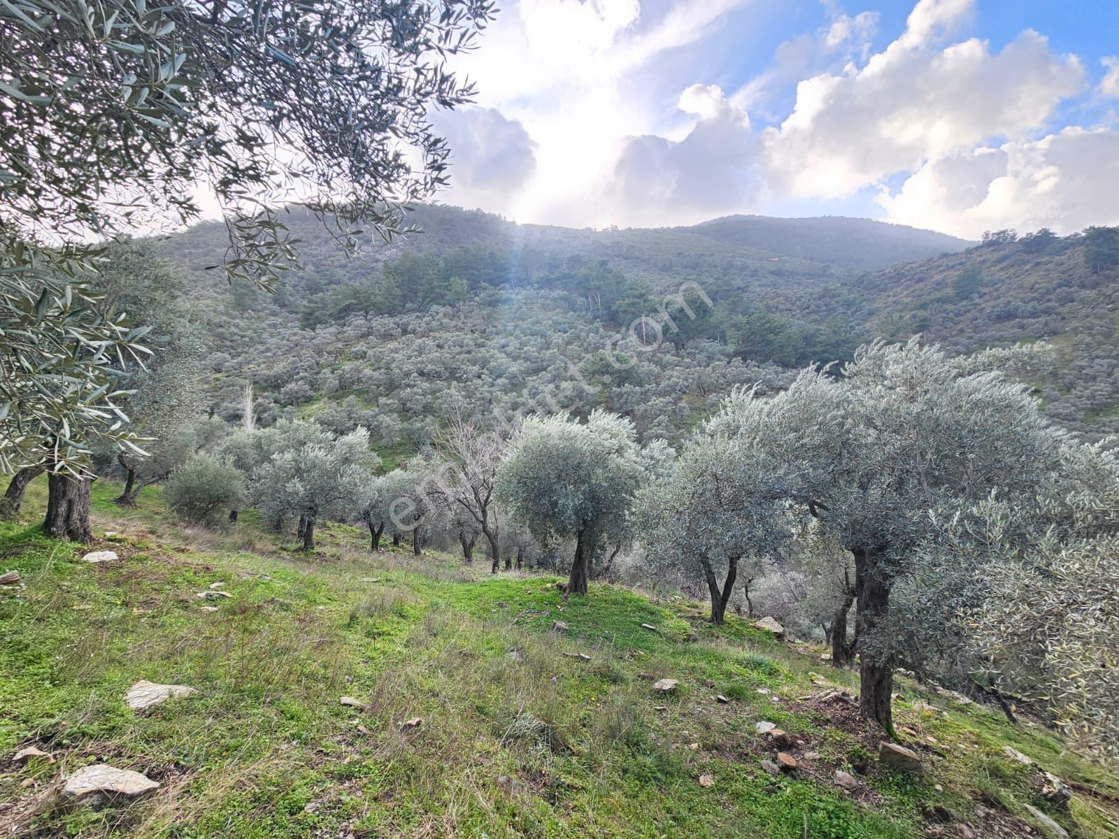 Muğla Milas Önünde Dere Akan Satılık Zeytinlik - Görsel 4