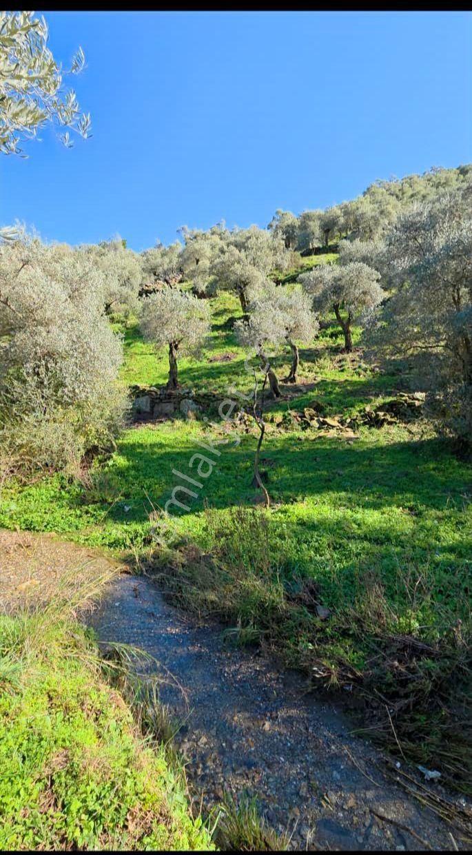 Muğla Milas Önünde Dere Akan Satılık Zeytinlik