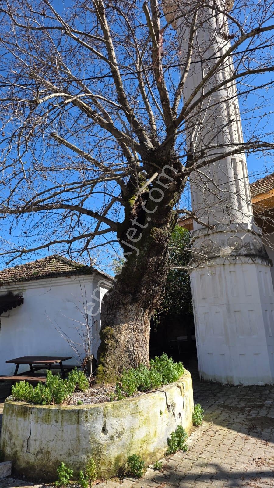Muğla Milas Önünde Dere Akan Satılık Zeytinlik - Görsel 19