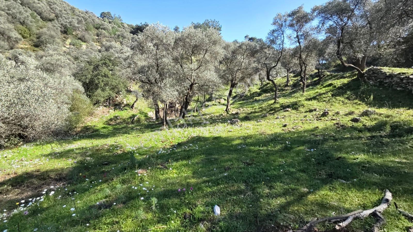 Muğla Milas Önünde Dere Akan Satılık Zeytinlik - Görsel 22