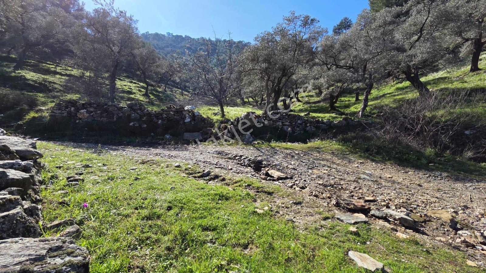 Muğla Milas Önünde Dere Akan Satılık Zeytinlik - Görsel 25